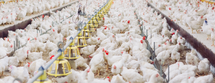 Feeding Systems for Poultry