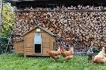 Controller for Automatic Door Chicken Door - Basic / For chicken coop / Light sensor