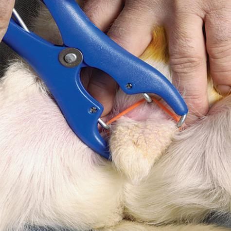 Castration Rubber Rings / For Docking, Bloodless Castration