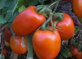 Rambo F1 Tomatoes / 75-Day Maturity / Strong Plants