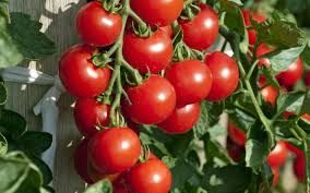 Harmony F1 Tomato Seeds / Semi Determinate / High Yield Variety