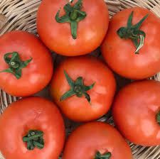 Rocky F1 Tomato Seeds / High Yield / Wilt Tolerant Variety
