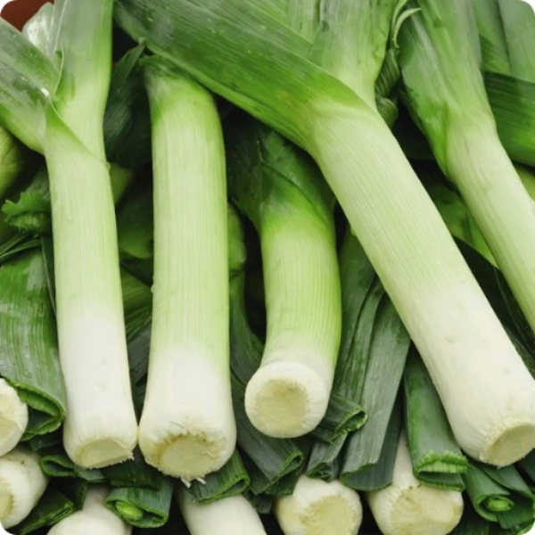 Leek Onion Seeds Italian Giant White Long Stems 90 Days Maturity leek-onion-seeds-italian-giant-white-long-stems-90-days-maturity