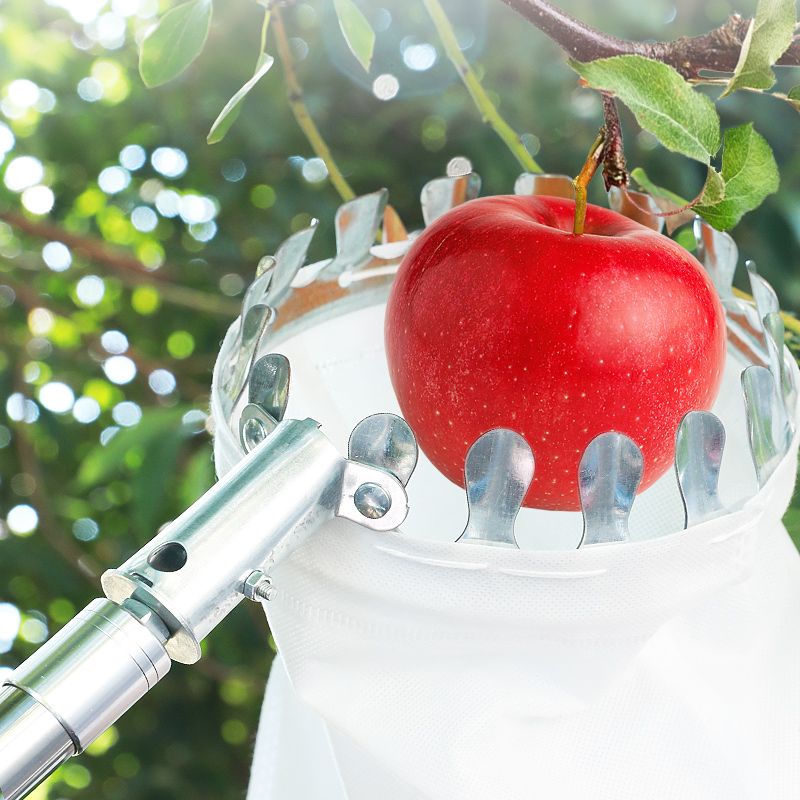 Fruit harvester reaching fruit on a high tree branch