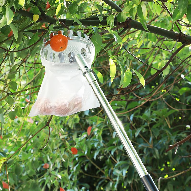 Curved metal prongs on the fruit harvesting tool